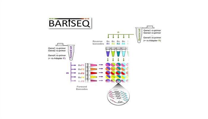 New barcode technology enables targeted insights into individual cells